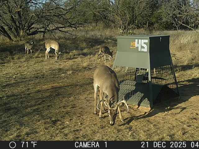 Land for sale in Moran, Texas