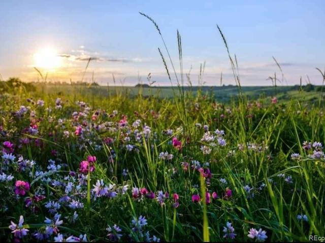 Land for sale in Sedalia, Colorado