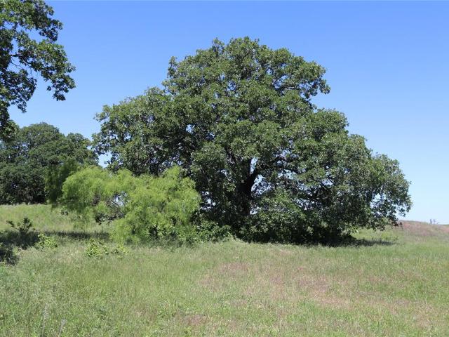 Land for sale in Clay, Texas