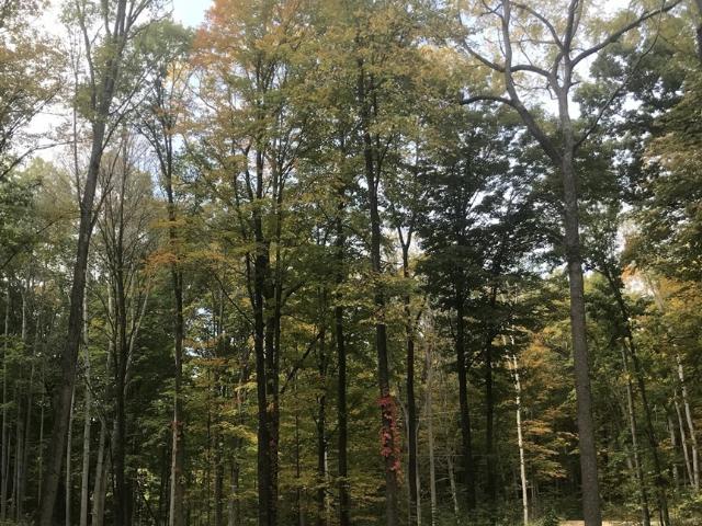 Land for sale in Lowell, Michigan