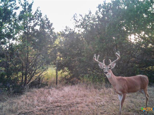 Farm for sale in Gatesville, Coryell County