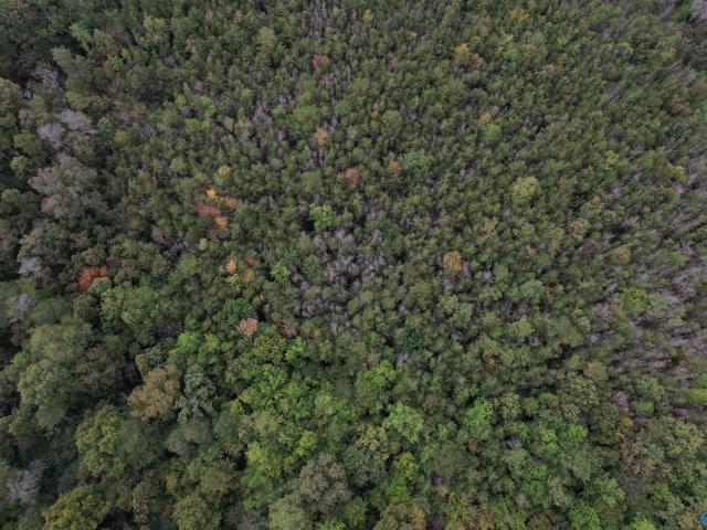 Land for sale in Alabama