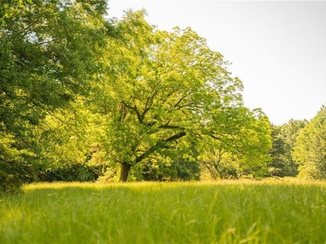 Land for sale in Sontag, Mississippi