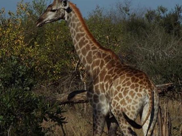 Property for sale in Limpopo