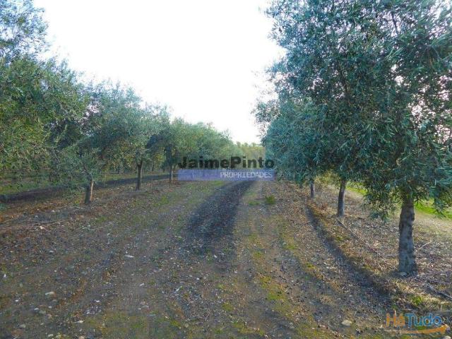 Terreno venda em Vila Real