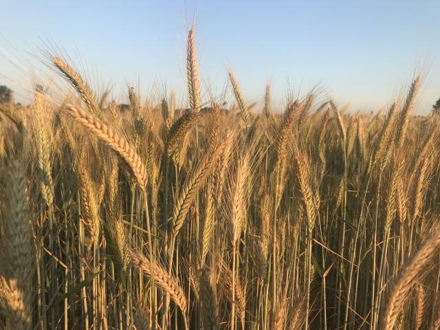Landwirtschaft kaufen in Sage, Großenkneten