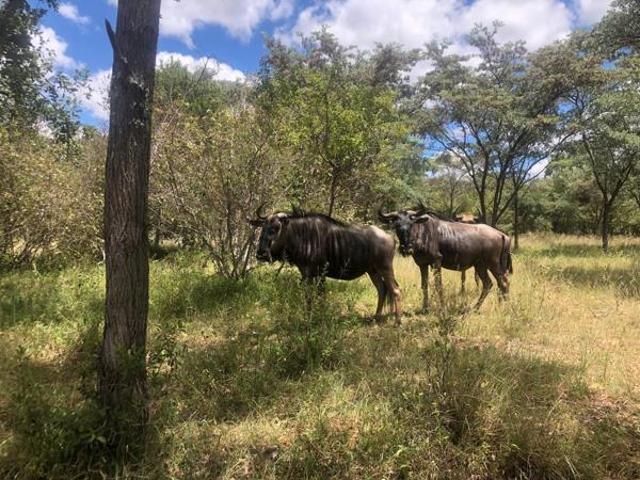 Land for sale in 57 Waterberg, Lephalale Local Municipality
