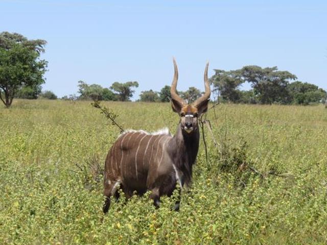 Land for sale in Limpopo