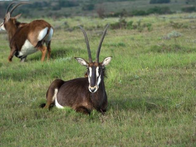 Property for sale in Cape St Francis, Eastern Cape