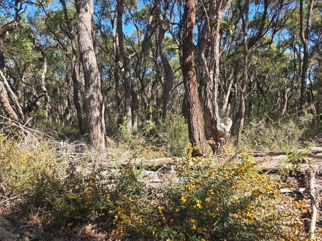 Land for sale in Mount Barker, Western Australia