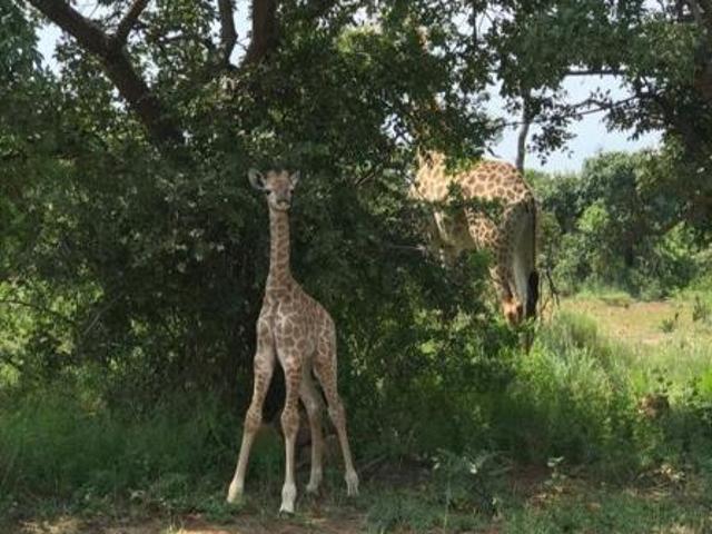 Property for sale in 57 Waterberg, Lephalale Local Municipality