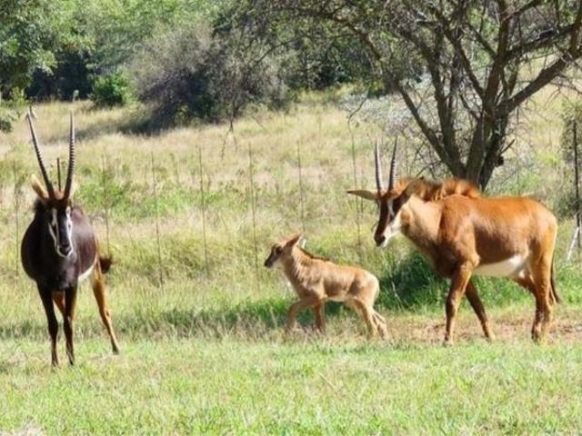 Property for sale in Limpopo