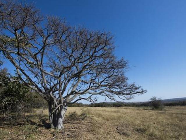 Land for sale in Limpopo