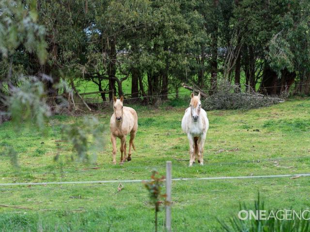 House for sale in Ridgley, Tasmania