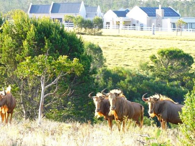 Property for sale in Cape St Francis, Eastern Cape