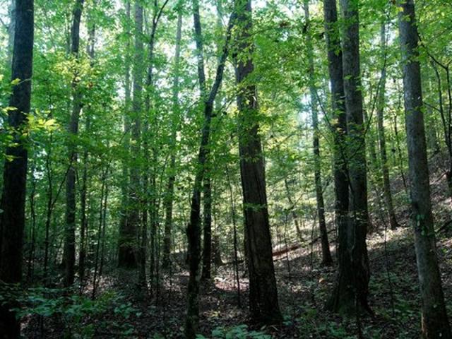 Land for sale in Cherokee, Colbert County