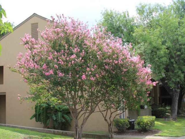Apartment for rent in Texas