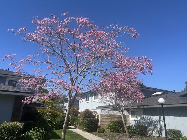 Condo for rent in Huntington Beach, California