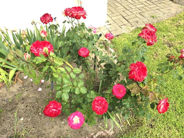 House for rent in Courtrai, Drakenstein Local Municipality