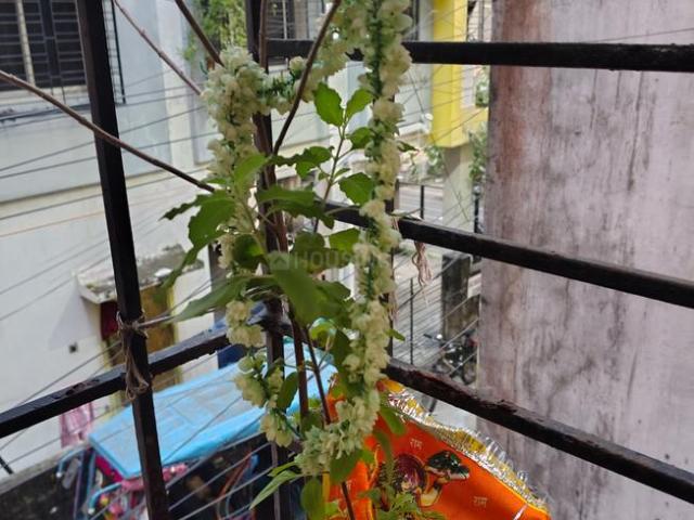 Flat for rent in Kushtia, Kolkata