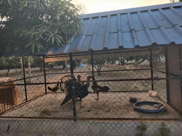 House for sale in Mamallapuram, Tamil Nadu