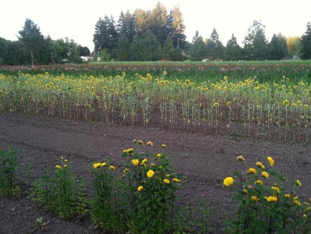 House for rent in Oregonia