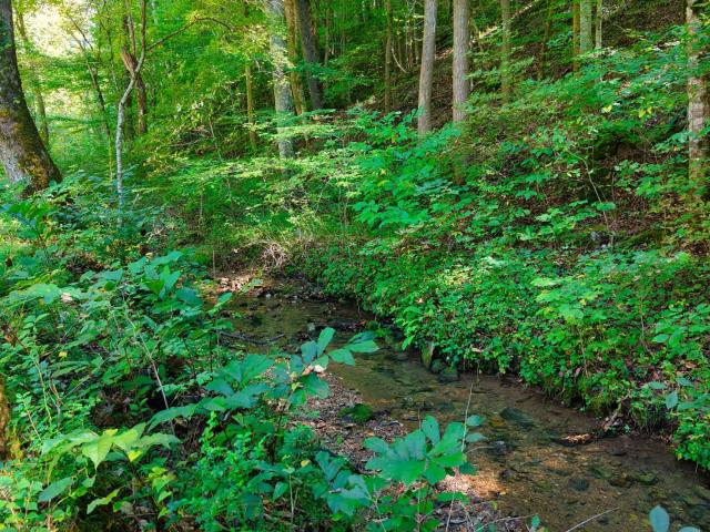 Farm for sale in Powell, East Tennessee