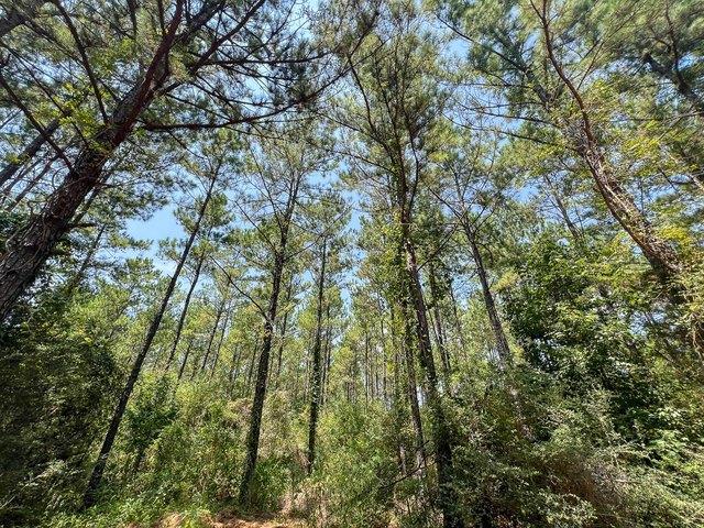 Land for sale in Colmesneil, Texas