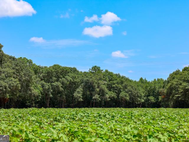 Land for sale in Edison, Georgia