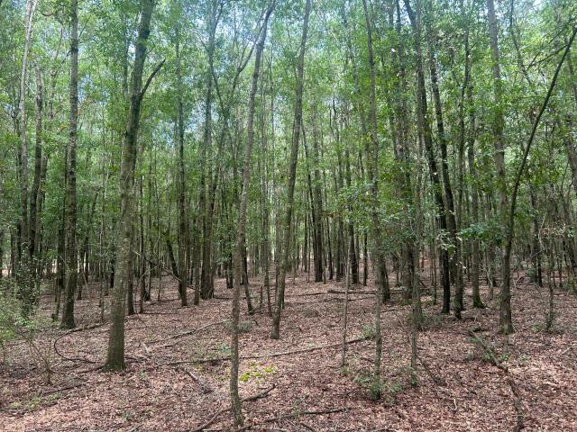 Land for sale in Summerton, South Carolina