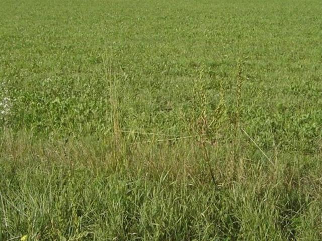 Landwirtschaft kaufen in Pirka, Steiermark