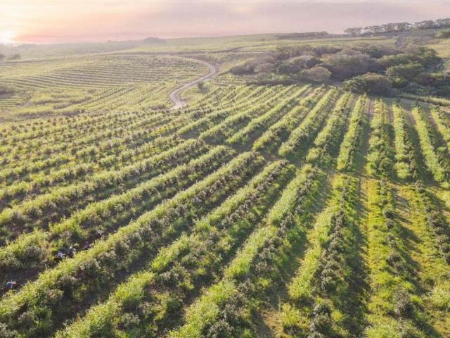 Land for sale in Princess Grant, Kwazulu-natal