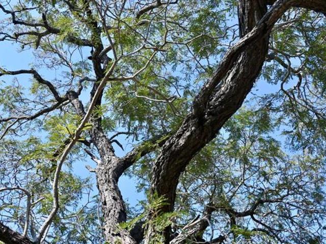 Land for sale in Mopani, Limpopo