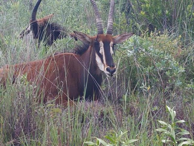 Land for sale in Limpopo