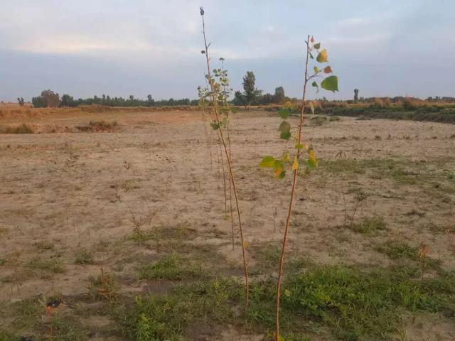 Land for sale in Swabi, North West Frontier Province