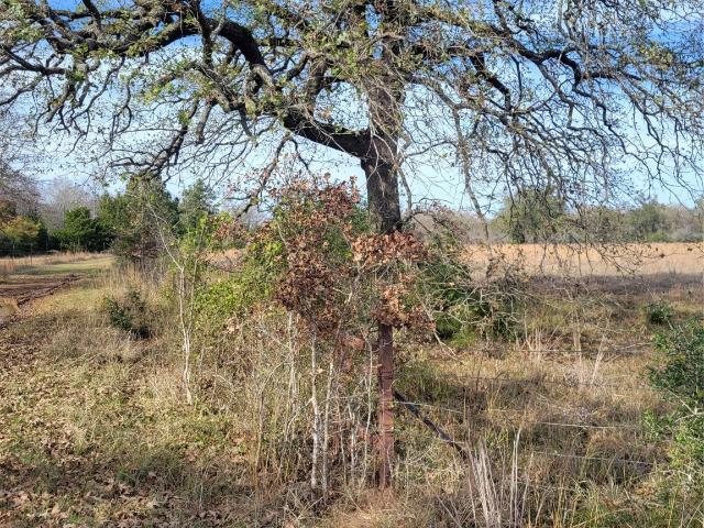 Land for sale in Grapeland, Texas