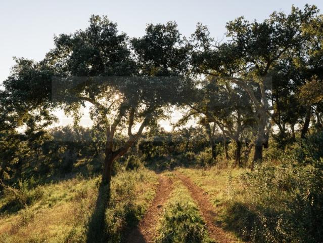 Quinta venda em Valinho, Santiago Do Cacém