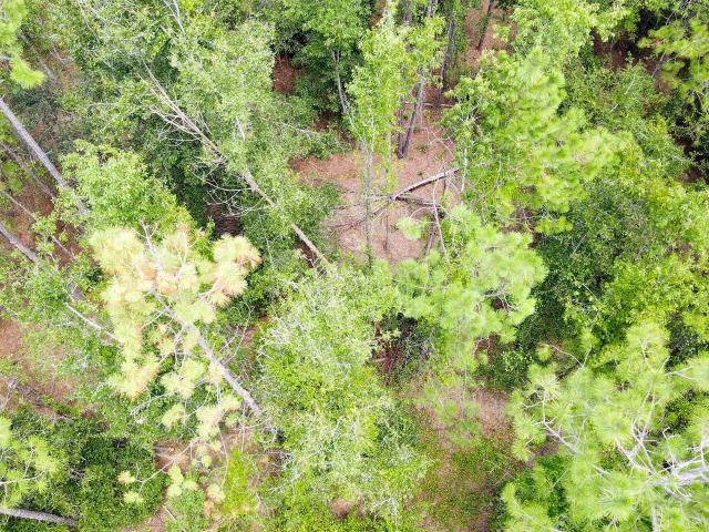 Land for sale in Suwannee, Florida