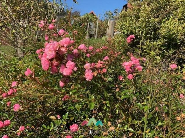 Haus mieten in Wies, Steiermark