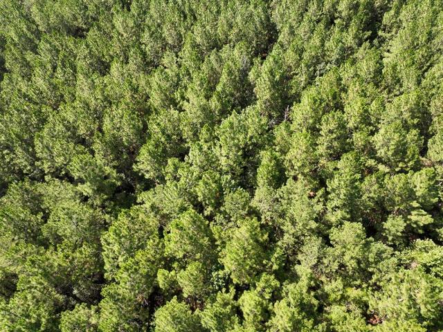 Land for sale in Oakdale, Louisiana