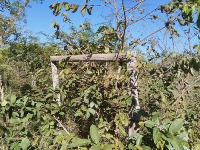 Farm for sale in Limpopo