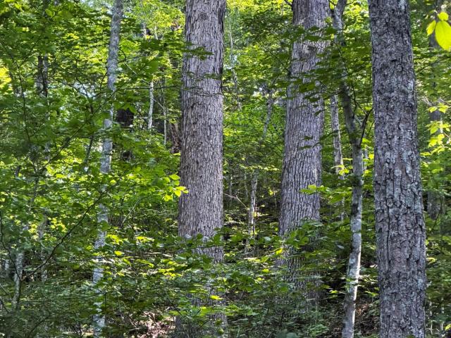 Land for sale in Ravenna, Kentucky