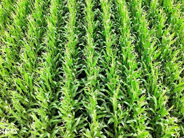 Farm for sale in Conrad, Iowa
