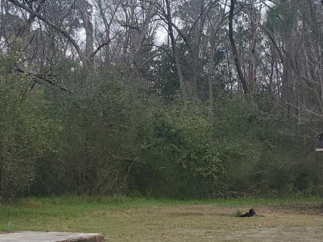 Land for sale in Worth, Georgia