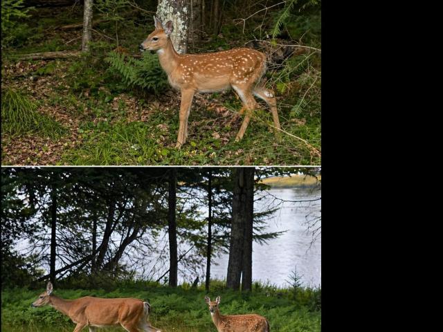 Land for sale in Iron River Township, Iron County