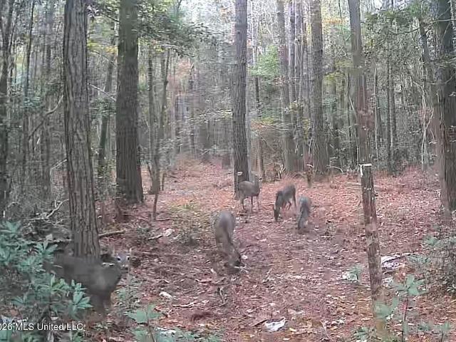 Land for sale in Mississippi
