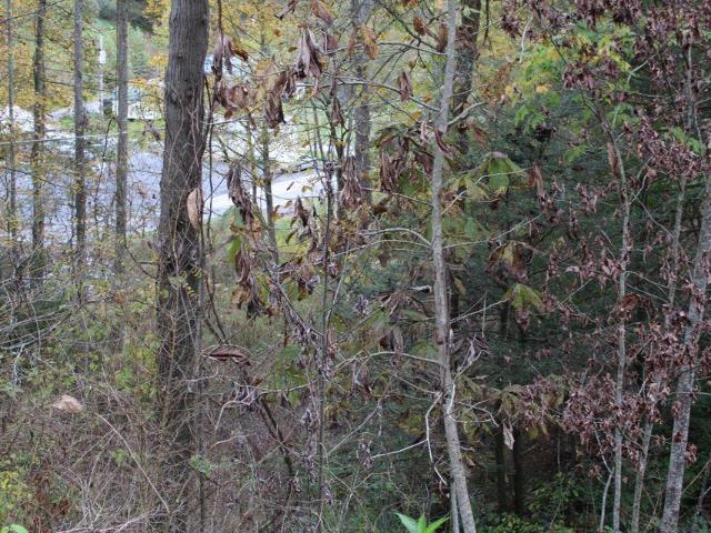 Farm for sale in Hyden, Kentucky