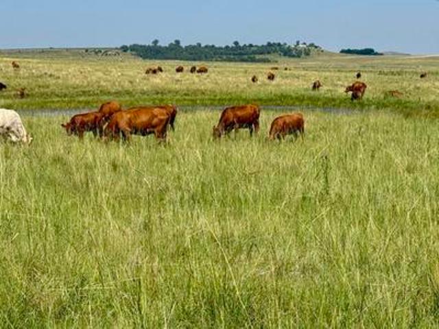 Farm for sale in Rosendal, Free State