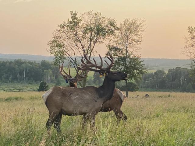 Land for sale in Todd, Minnesota
