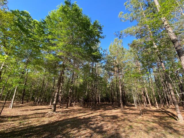 Land for sale in Willis, Walker County